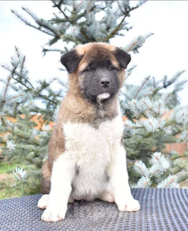 Собаки в Серпухове: Американская акита щенок  Девочка, 100 000 руб. - фото 3