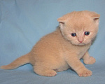 Кошки в Санкт-Петербурге: шотландский кремовый котик Мальчик, 25 000 руб. - фото 6