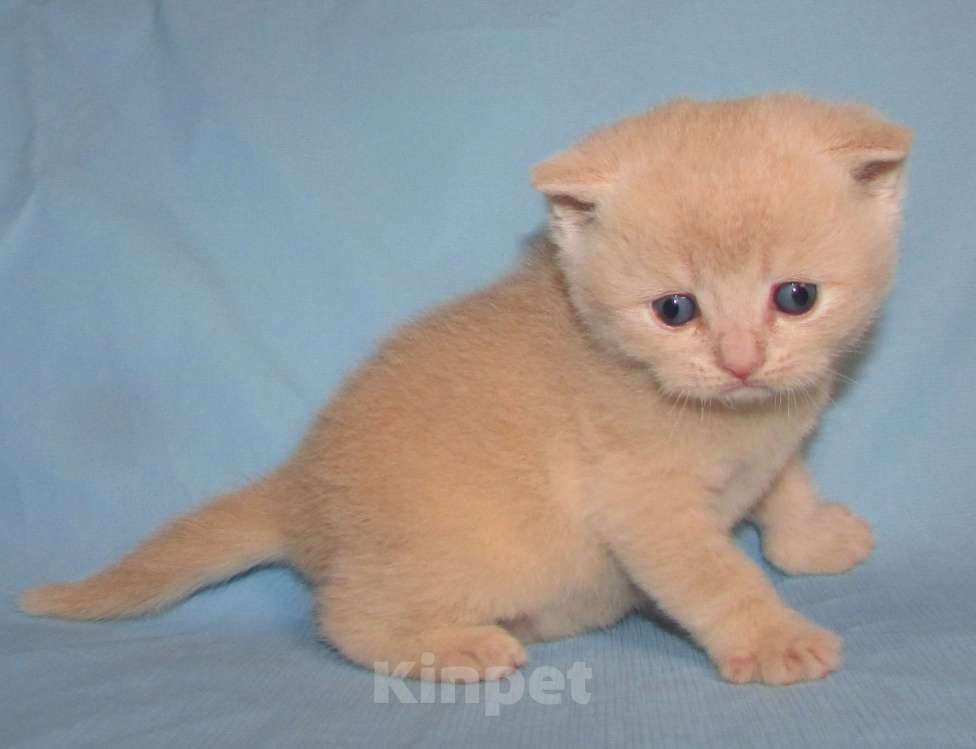 Кошки в Санкт-Петербурге: шотландский кремовый котик Мальчик, 25 000 руб. - фото 6