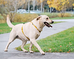 Собаки в Москве: Лабрадуринка Сия ищет дом Девочка, Бесплатно - фото 8