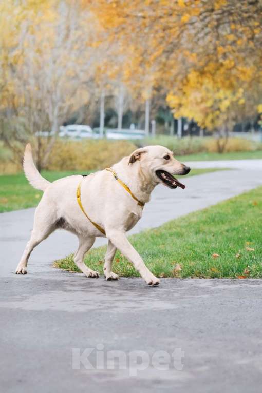 Собаки в Москве: Лабрадуринка Сия ищет дом Девочка, Бесплатно - фото 8