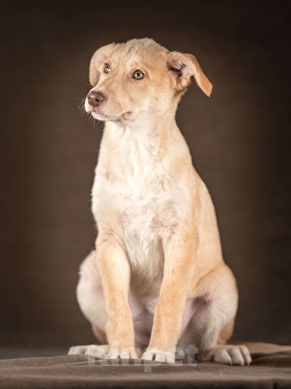 Собаки в Клине: Мейбл — нежная малышка, которая готова подарить вам всю свою любовь Девочка, Бесплатно - фото 3