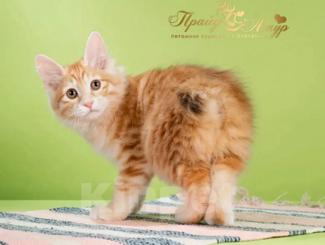 Кошки в Москве: Кошечка Маняша Девочка, Бесплатно - фото 3