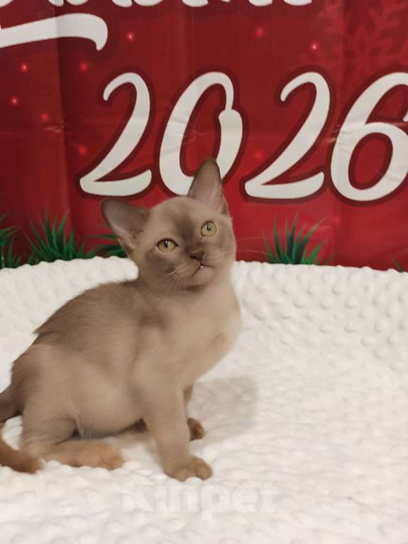 Кошки в Лыткарино: Девочка бурма европ.с документами Девочка, 50 000 руб. - фото 2