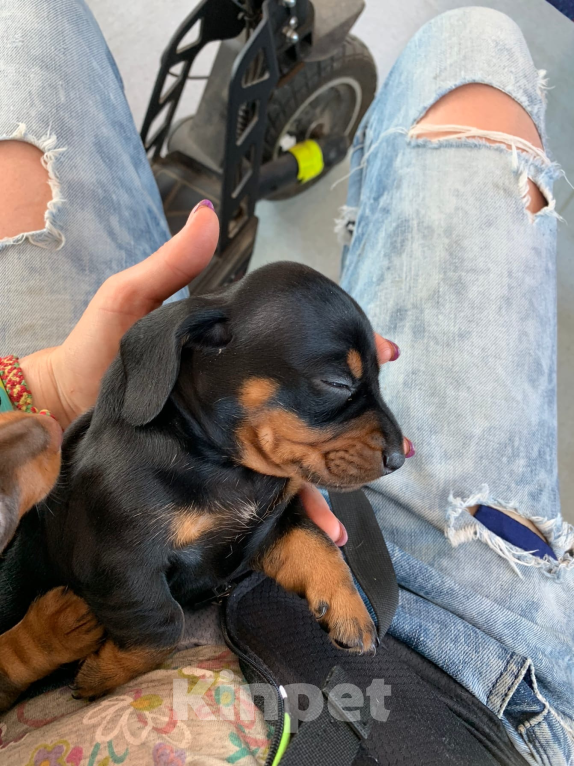 Собаки в Москве: Мальчик такса Мальчик, 40 000 руб. - фото 6