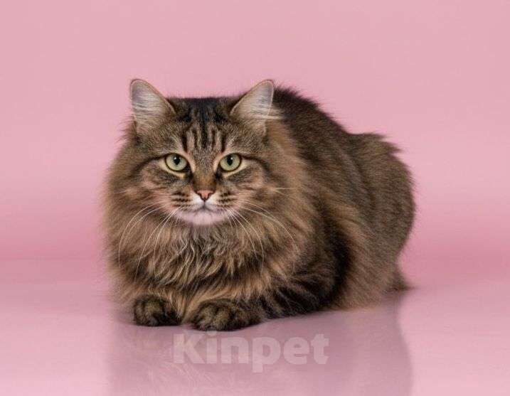 Кошки в Москве: Спасите Маша Девочка, Бесплатно - фото 1