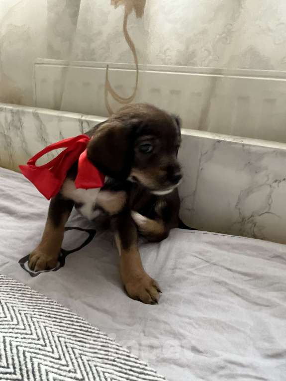 Собаки в Краснодаре: Щенок эстонская гончая  Девочка, 3 000 руб. - фото 2