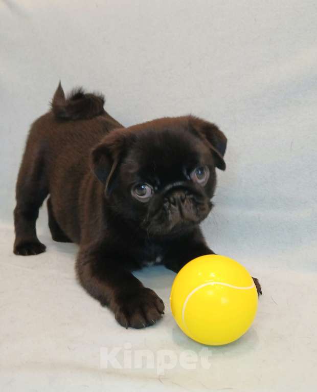 Собаки в Санкт-Петербурге: Щенок мопса Мальчик, 50 000 руб. - фото 2