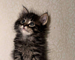 Кошки в Москве: Шотландский котенок Мальчик, 9 000 руб. - фото 1