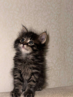 Шотландский котенок