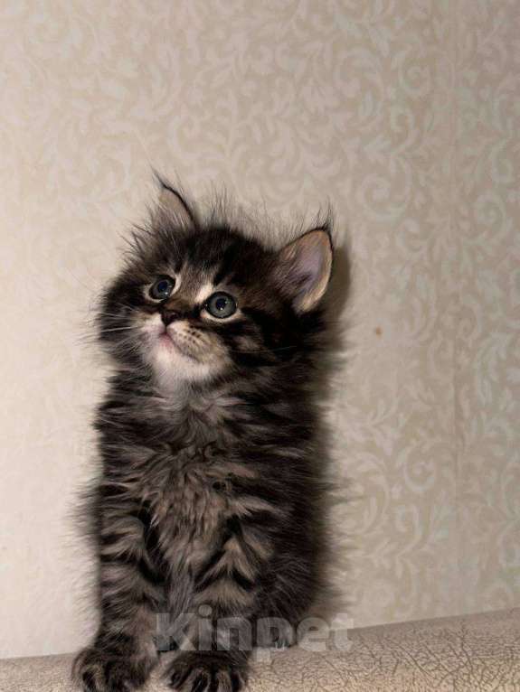 Кошки в Москве: Шотландский котенок Мальчик, 9 000 руб. - фото 1