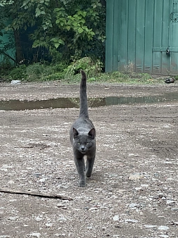 Объявление: Котенок в добрые руки:f09f9088:‍⬛, 100 руб., Красноярск