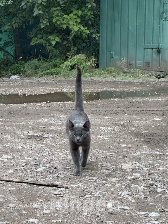 Кошки в Красноярске: Котенок в добрые руки🐈‍⬛ Девочка, 100 руб. - фото 1