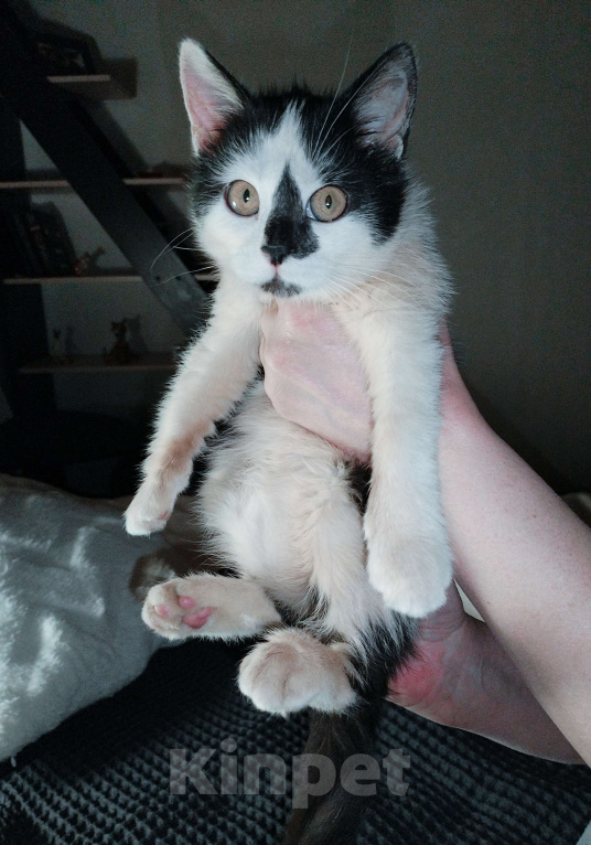 Кошки в других городах Московской области: Крошка Эли ищет семью Девочка, Бесплатно - фото 1