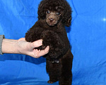 Собаки в Долгопрудном: Щенок той пуделя коричневый мальчик Мальчик, 180 000 руб. - фото 4