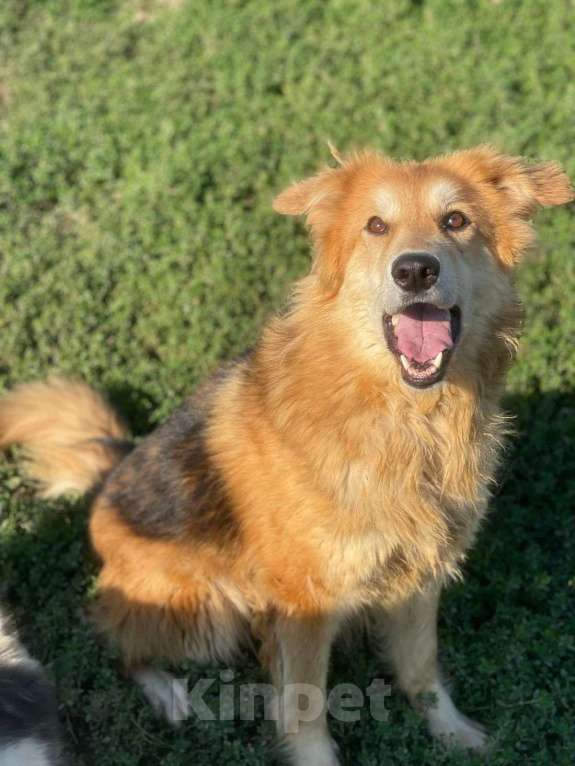 Собаки в Владимире: Девочка в добрые руки Девочка, Бесплатно - фото 1