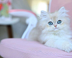 Кошки в Владивостоке: Британский длинношерстный котенок ау12 Мальчик, 120 000 руб. - фото 3