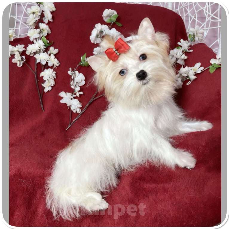 Собаки в Москве: Йорк с голубыми глазами девочка подрощенная Девочка, 130 000 руб. - фото 1