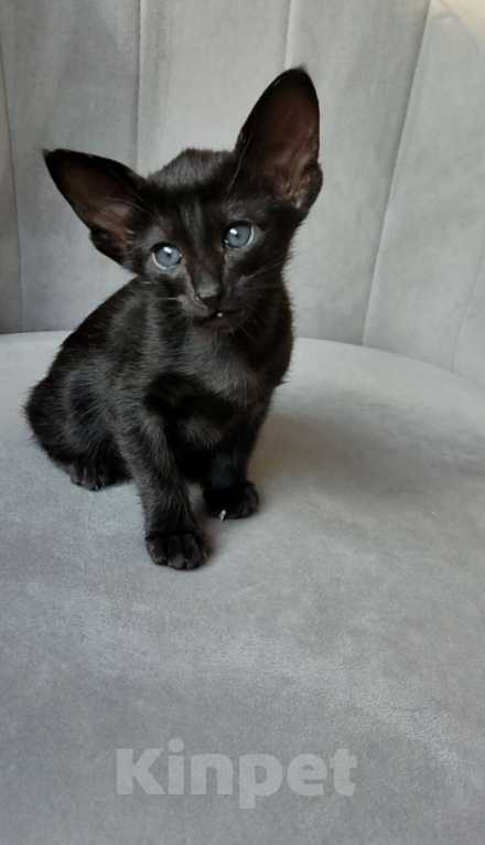 Кошки в Москве: Ориентальные котята, девочки Девочка, 65 000 руб. - фото 2