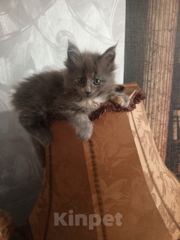 Кошки в Москве: Пушистые мягкие лапки Мальчик, 20 000 руб. - фото 3
