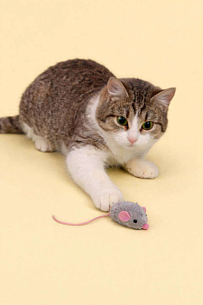 Кошечка Юкки