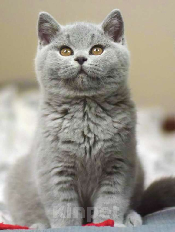 Кошки в Москве: Британские к/ш котята  Мальчик, Бесплатно - фото 1