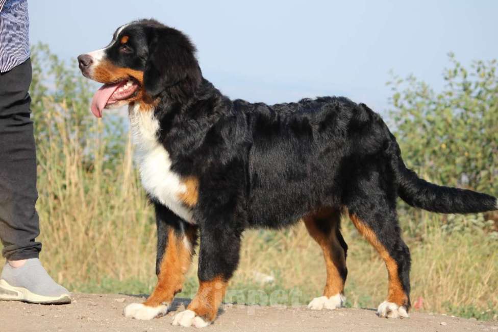 Собаки в Москве: Щенок Бернского зенненхунда Девочка, 200 000 руб. - фото 3