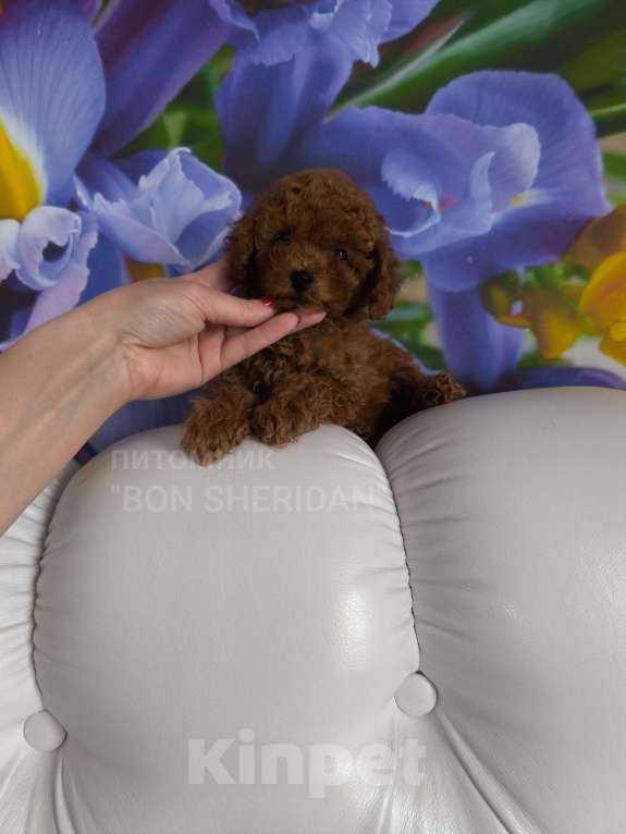 Собаки в Пушкино: Мини мальчик пудель тикап Мальчик, 130 000 руб. - фото 1