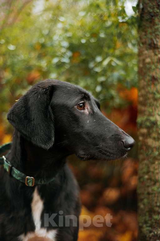 Собаки в Москве: Добрая Нури ищет дом! Метис лабрадора/гончей. Девочка, Бесплатно - фото 5