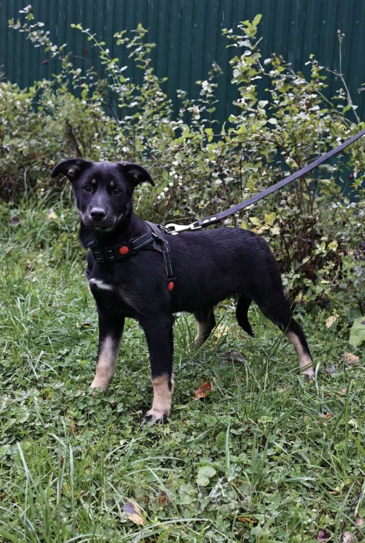 Собаки в Москве: Малышка Руди ищет дом Девочка, Бесплатно - фото 4