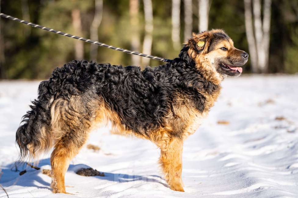 Собаки в Клине: Шарпундель - прикольный пёс Мальчик, Бесплатно - фото 10