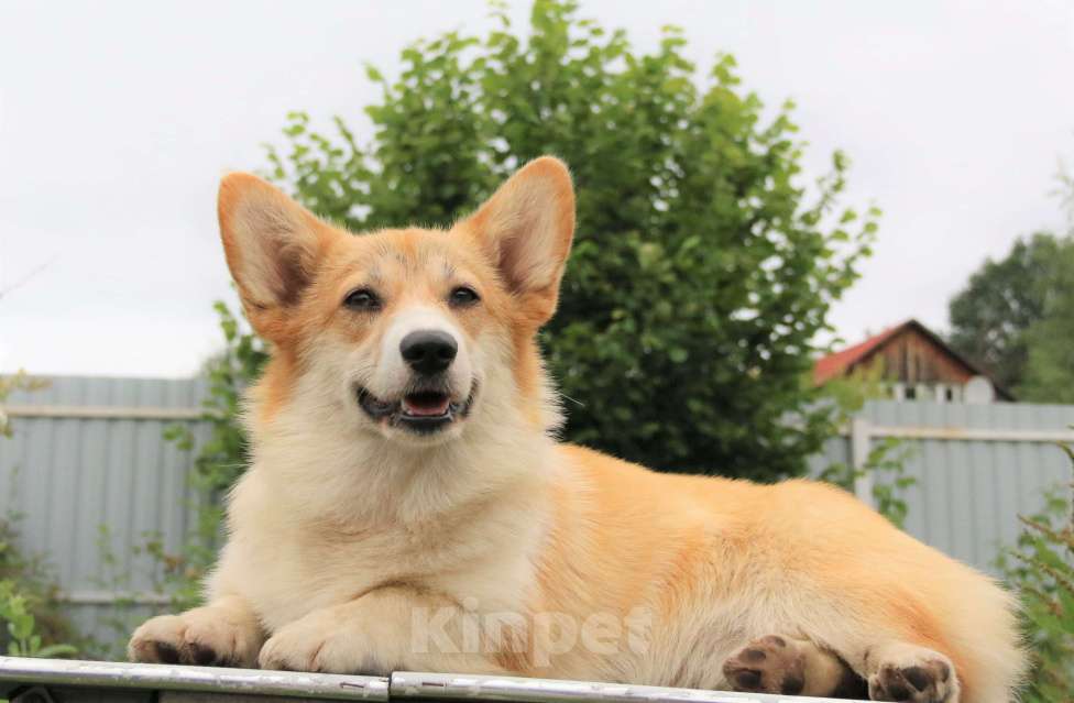 Собаки в Москве: вельш корги пемброк щенки от Интерчемпиона Девочка, 70 000 руб. - фото 5