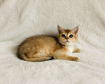 Кошки в Колпашево: Котик шотландец, 15 000 руб. - фото 3