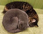 Кошки в Теберде: Коты даром, 10 руб. - фото 3