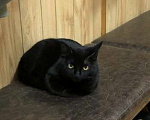 Кошки в Балашихе: Чёрная кошка в добрые руки Девочка, Бесплатно - фото 1