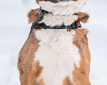 Собаки в Москве: Собака настоящий Полковник в добрые руки Мальчик, 20 руб. - фото 3