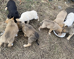 Собаки в Омске: Ищут дом замечательные щенки🐶 Мальчик, Бесплатно - фото 6