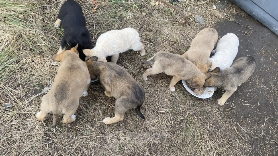 Собаки в Омске: Ищут дом замечательные щенки🐶 Мальчик, Бесплатно - фото 6