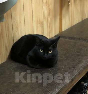 Кошки в Балашихе: Чёрная кошка в добрые руки Девочка, Бесплатно - фото 1