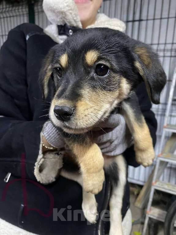 Собаки в других городах Московской области: Щенки 8 девочек и один мальчик Мальчик, Бесплатно - фото 2
