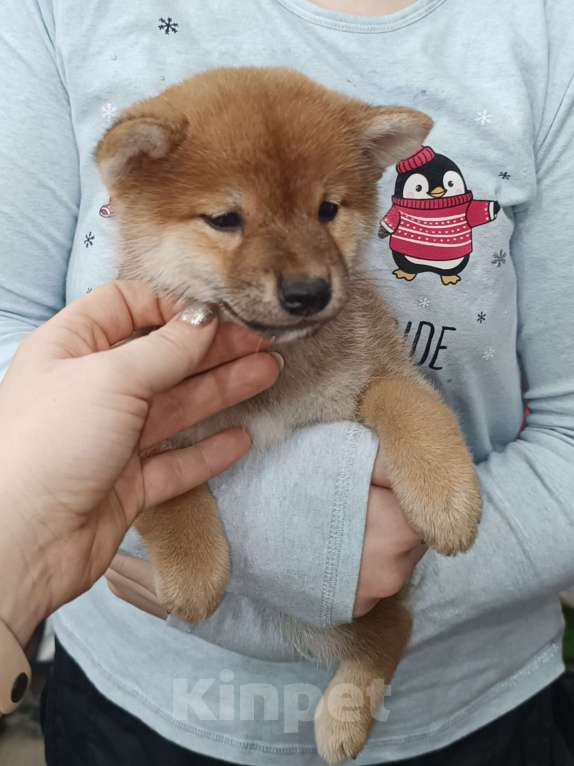 Собаки в Сертолово: Кобель Сиба щенок Мальчик, 60 000 руб. - фото 10