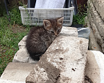 Кошки в Саратове: В добрые руки Мальчик, Бесплатно - фото 2