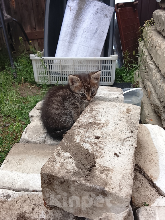 Кошки в Саратове: В добрые руки Мальчик, Бесплатно - фото 2