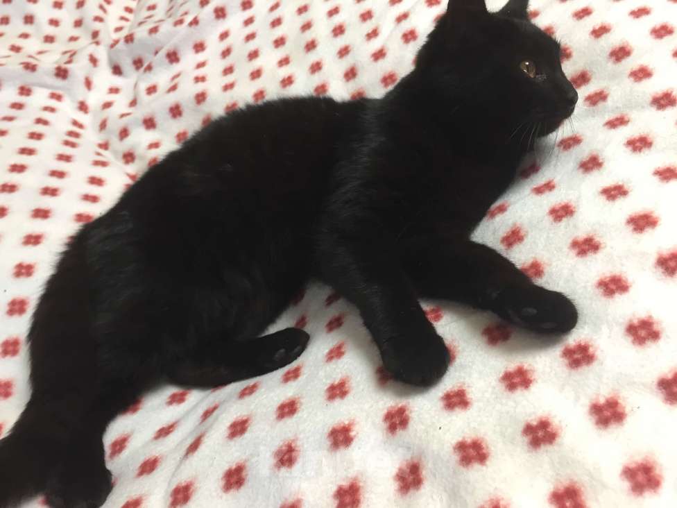 Кошки в Краснодаре: Кошечка в добрые руки Девочка, Бесплатно - фото 3