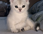 Кошки в Ростове-на-Дону: Шотландский прямоухий котенок Мальчик, 10 000 руб. - фото 2