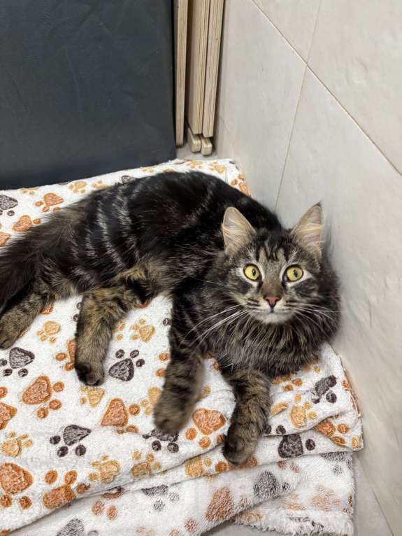 Кошки в Москве: Пушистая кошка в добрые руки Девочка, Бесплатно - фото 1