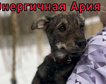 Собаки в Клине: Ария Девочка, Бесплатно - фото 1