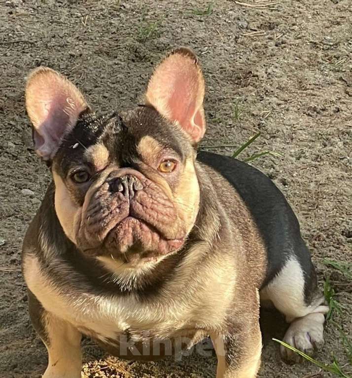 Собаки в Санкт-Петербурге: Девочка голубого окраса Девочка, 50 000 руб. - фото 3