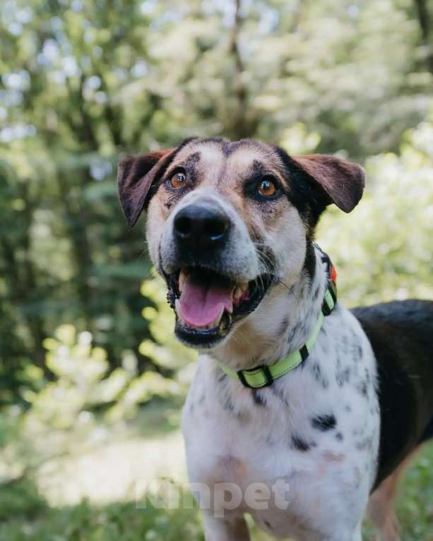 Собаки в Люберцах: Джулия ищет семью Девочка, Бесплатно - фото 3