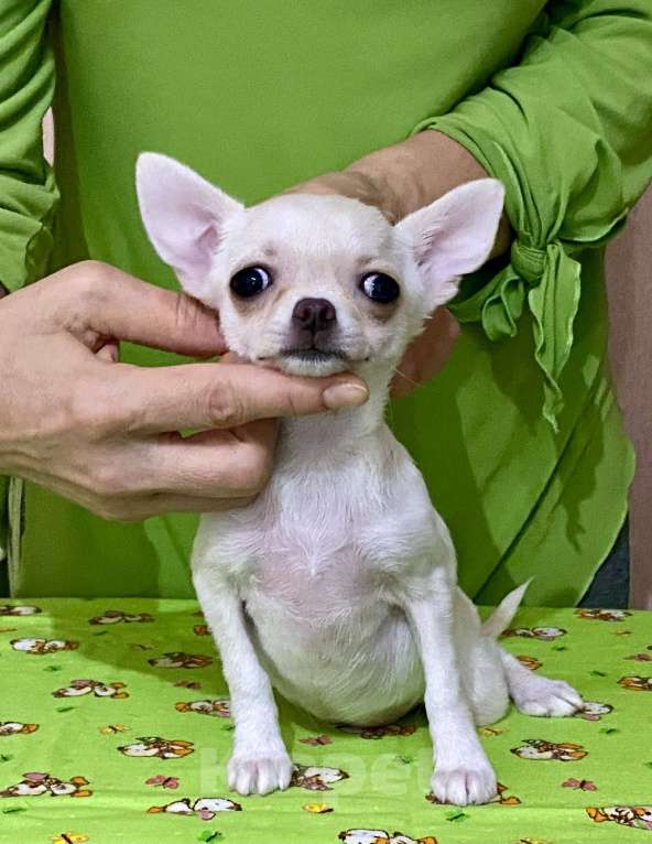 Собаки в Новосибирске: Продам мини девочку чихуахуа  Девочка, 35 000 руб. - фото 5